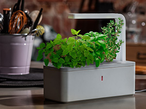 Idée cadeau pour la fête des mères Mini jardin d'intérieur